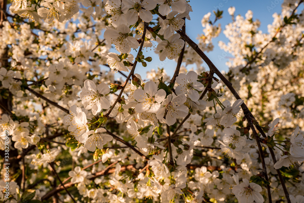 Obraz premium white cherry blossoms