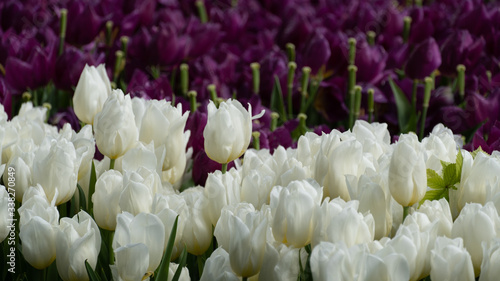 Multicolor tulips garden, fresh spring flowers.