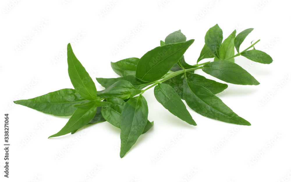 Andrographis paniculata plant isolated on the white background. Andrographis paniculata plant isolated on the white background.