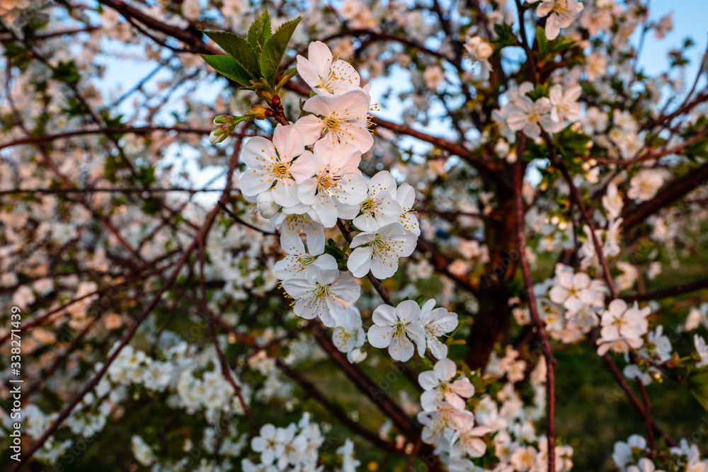 Obraz premium white cherry blossoms