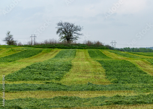 Rows of freshly cut grass in an open field