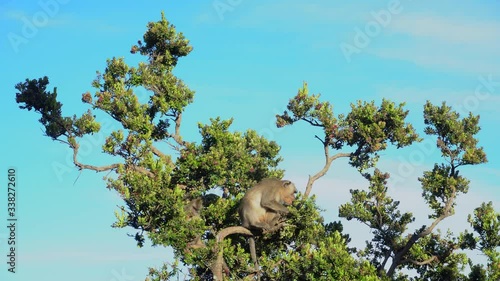 Two monkeys with children on tree branch amidst green leaves in national park in natural habitat.