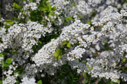 하얀 꽃이 보이는 아름다운 봄풍경