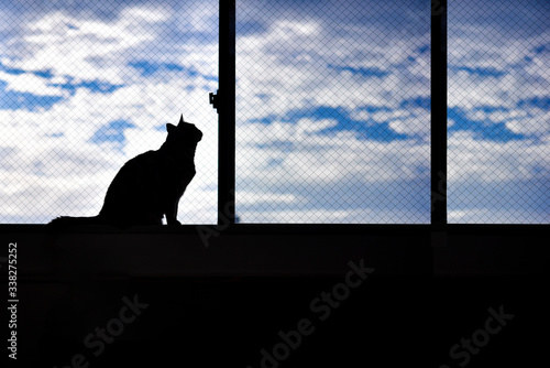 空と窓と猫のシルエット