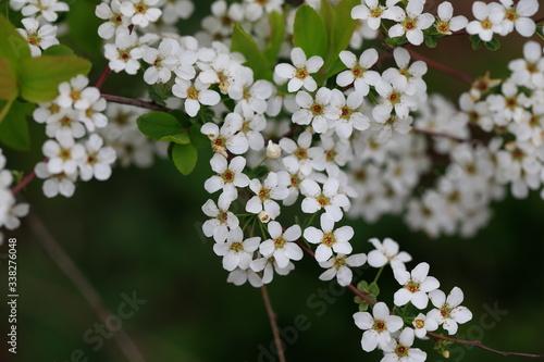 하얀 꽃이 보이는 아름다운 봄풍경