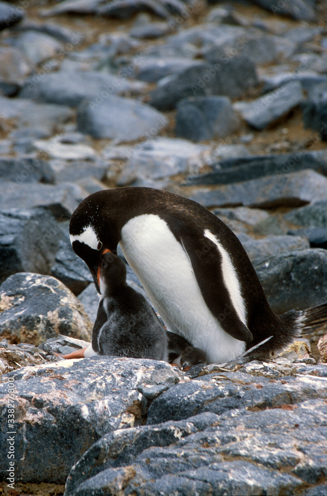 Obraz premium Gentoo penguins and chicks (Pygoscelis papua) at rookery in Paradise Harbor, Antarctica