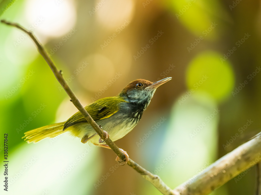 Obraz premium Male Dark-necked Tailorbird (Orthotomus atrogularis) with its dark neck patch exposed.