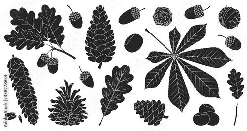 Acorn of oak black vector set icon. Vector illustration autumn leaf and nut on white background.Isolated black icon acorn and cone.