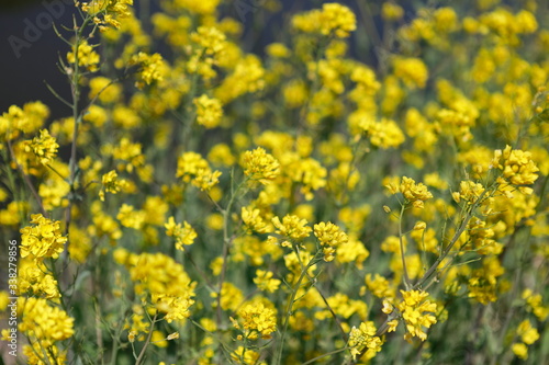 노란 유채꽃이 보이는 아름다운 봄풍경