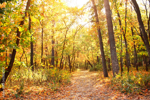 Road in autumn forest © frenta