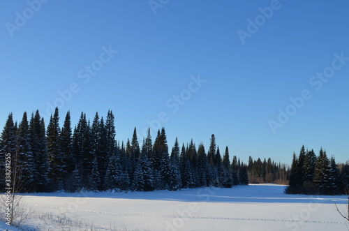 snow covered trees © Vera