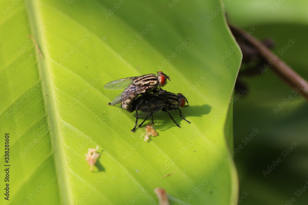 Fototapeta premium Fliegen bei der Paarung