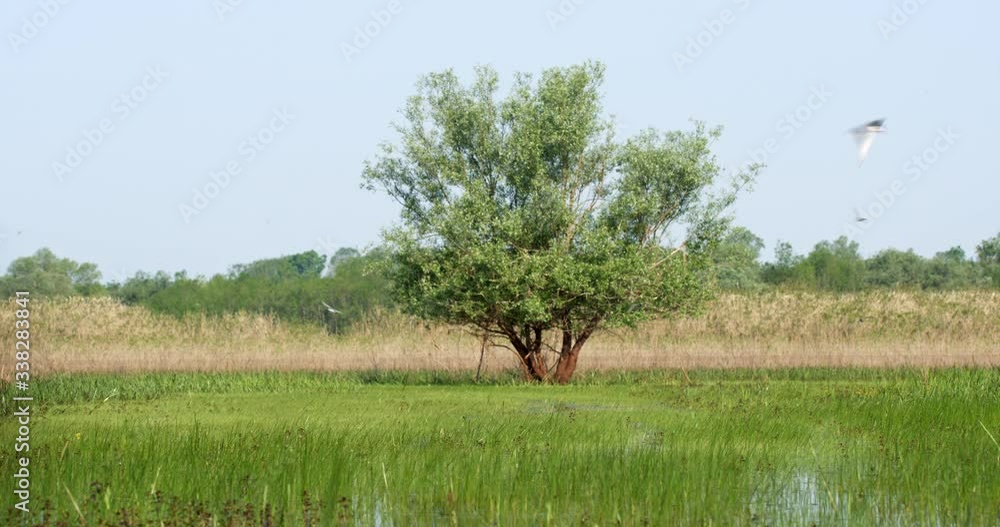The whiskered tern (Chlidonias hybrida) on the flooded floodplain in Lonjsko polje, Croatia The whiskered tern (Chlidonias hybrida) on the flooded floodplain in Lonjsko polje, Croatia