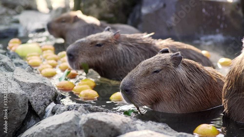 Closeup View Of Capybaras Munching Food In Slow Motion While Bathing In The Hot Spring Water In Izu, Japan - Tele Shot photo