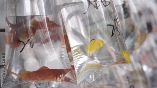 Pet fish on display for sale at a shop street market in Hong Kong photo