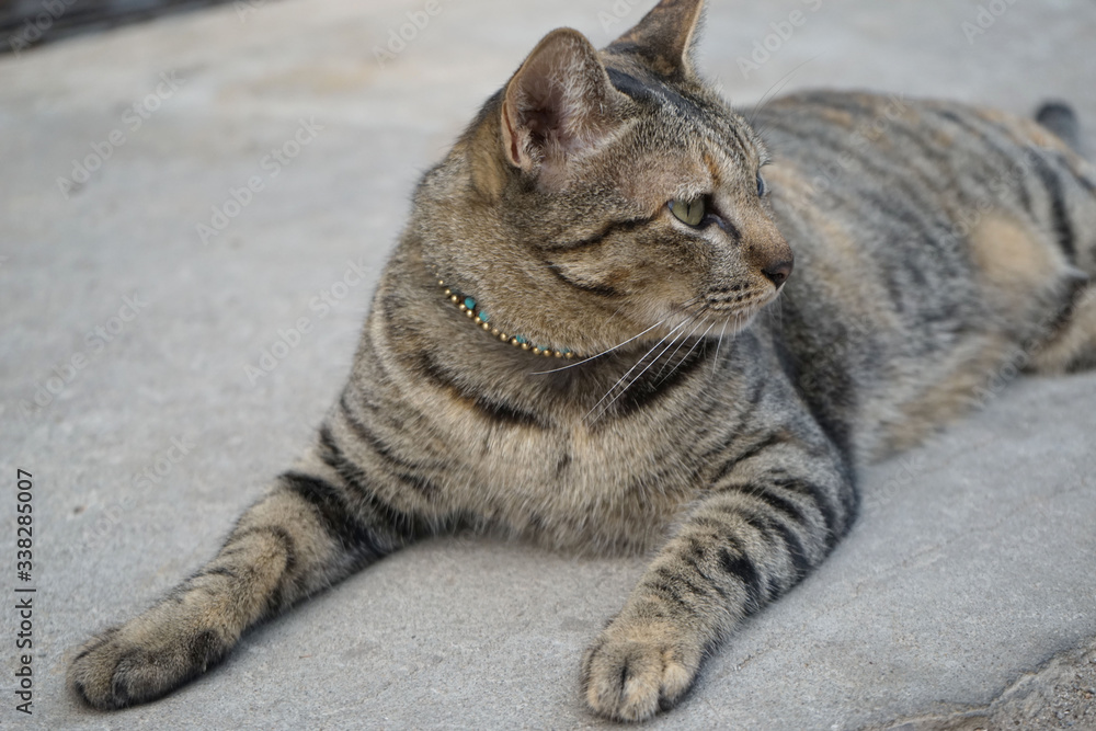 Beautiful feline cat at home. Domestic animal. Beautiful feline cat at home. Domestic animal.