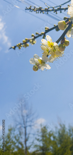spring white flower
