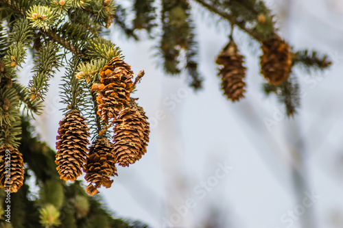 Wallpaper Mural The green canopy of pine cones with young flowers Torontodigital.ca