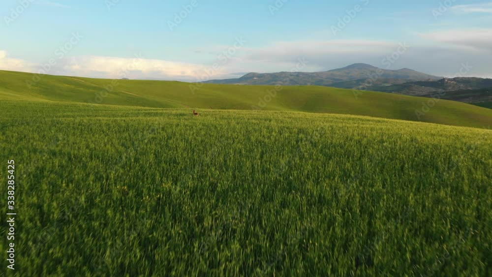 A Running Roe Deer On A Green Hill In Tuscany, Moravia, Europe. Aerial View A Running Roe Deer On A Green Hill In Tuscany, Moravia, Europe. Aerial View
