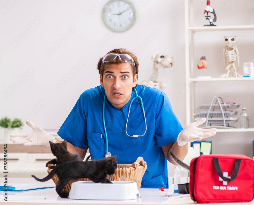 Fototapeta premium Vet doctor examining kittens in animal hospital