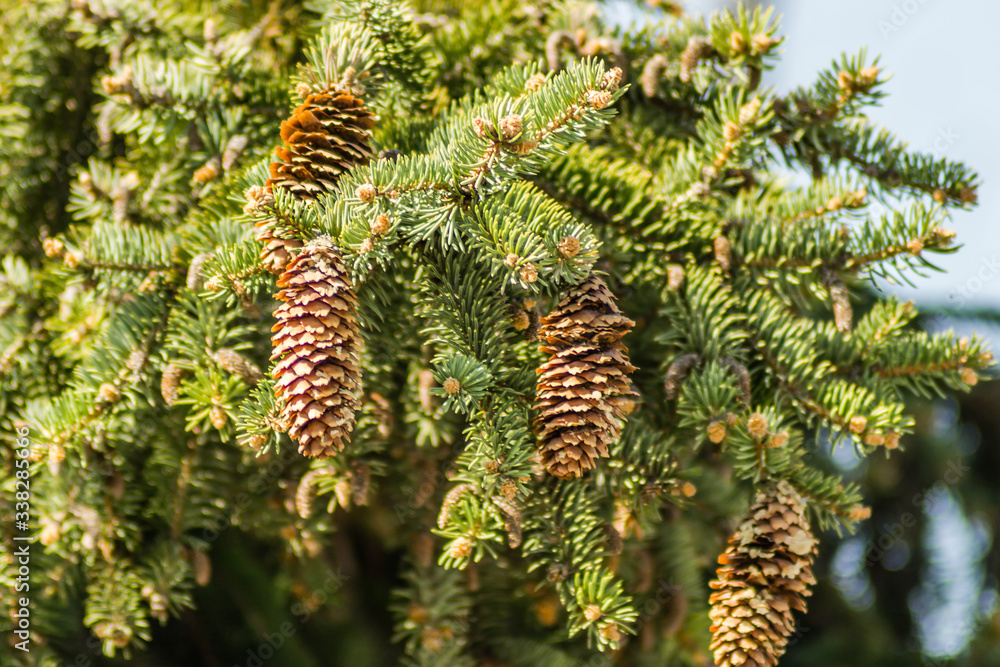 The green canopy of pine cones with young flowers The green canopy of pine cones with young flowers