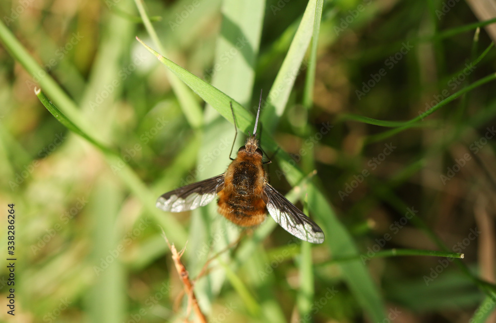 A Dark-edged Bee-fly, Bombylius major, perching on a blade of grass in spring. A Dark-edged Bee-fly, Bombylius major, perching on a blade of grass in spring.