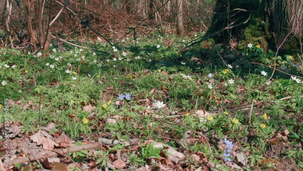 Blue and White Flowers growing in a Forest Blue and White Flowers growing in a Forest