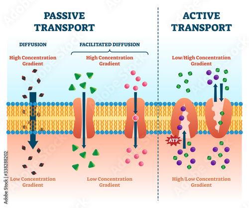 Active passive transport vector illustration. Labeled educational cell scheme