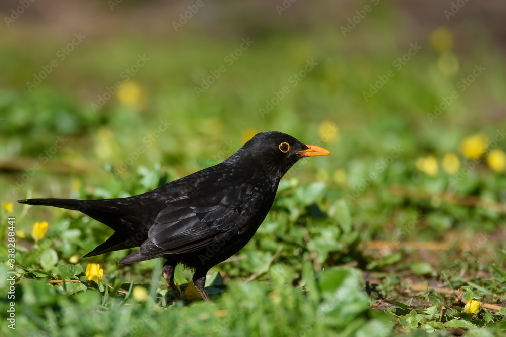 Common blackbird male, turdus merula. Bird on grass in park. Spring season.