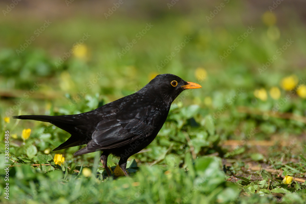 Common blackbird male, turdus merula. Bird on grass in park. Spring season. Common blackbird male, turdus merula. Bird on grass in park. Spring season.