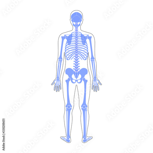 Human man skeleton anatomy