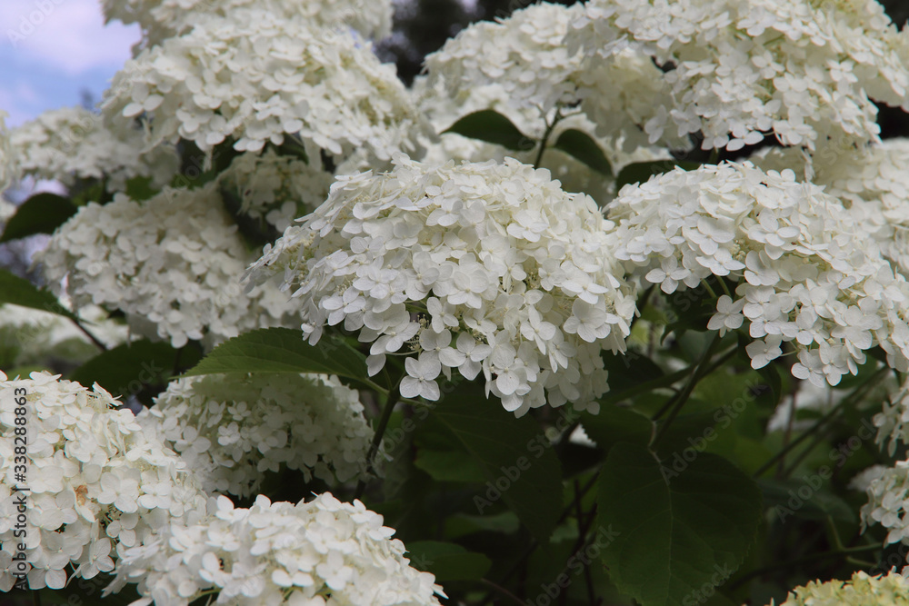 Floral background. Large white hydrangea flowers on a background of green leaves in the garden. Round hydrangea flowers close up. Cropped shot, horizontal, close-up, nobody. Natural beauty concept. Floral background. Large white hydrangea flowers on a background of green leaves in the garden. Round hydrangea flowers close up. Cropped shot, horizontal, close-up, nobody. Natural beauty concept.