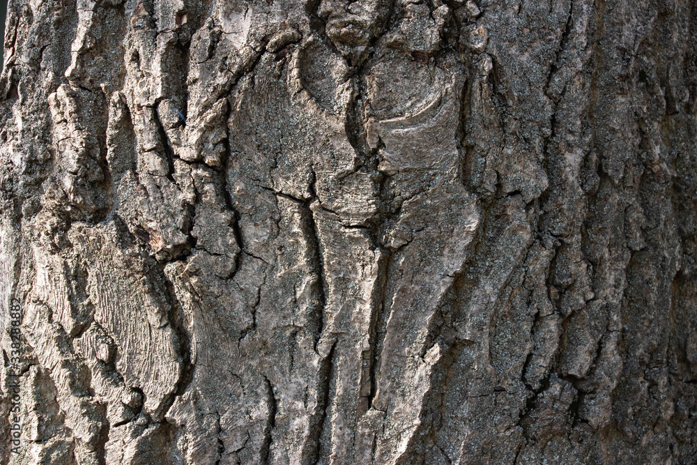 Light gray tree bark background. Background like texture. full frame, element for designer, close up. Light gray tree bark background. Background like texture. full frame, element for designer, close up.