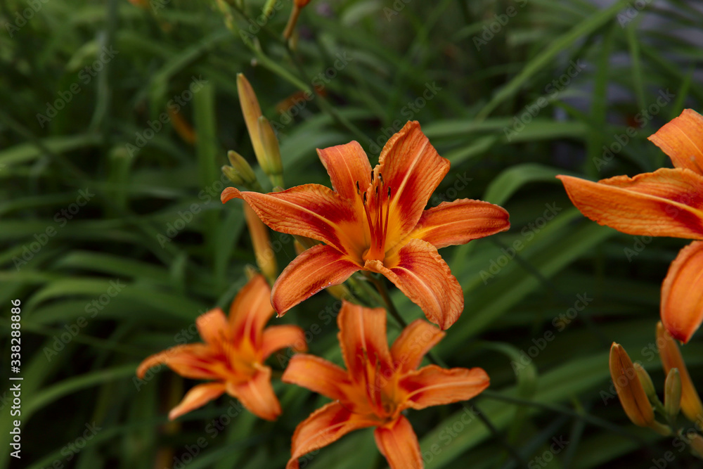 Floral background. Large orange daylily flowers on a background of green leaves in the garden. Side view on an orange daylily. Cropped shot, horizontal, close-up, nobody. Natural beauty concept. Floral background. Large orange daylily flowers on a background of green leaves in the garden. Side view on an orange daylily. Cropped shot, horizontal, close-up, nobody. Natural beauty concept.