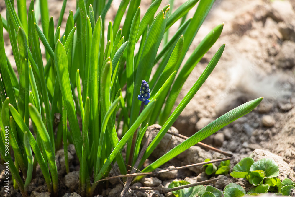 Blooming blue flowers with green leaves. Macro shot. Background like texture. Blooming blue flowers with green leaves. Macro shot. Background like texture.