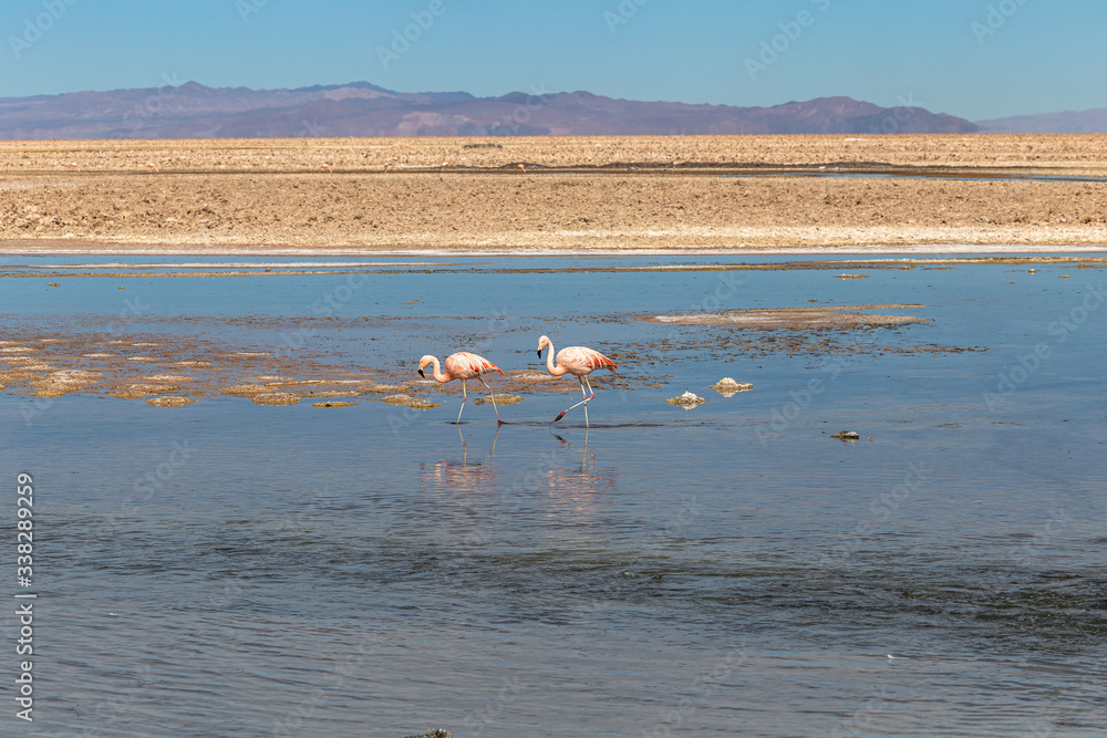 Fototapeta premium Unterwegs mit dem Auto in Chile.