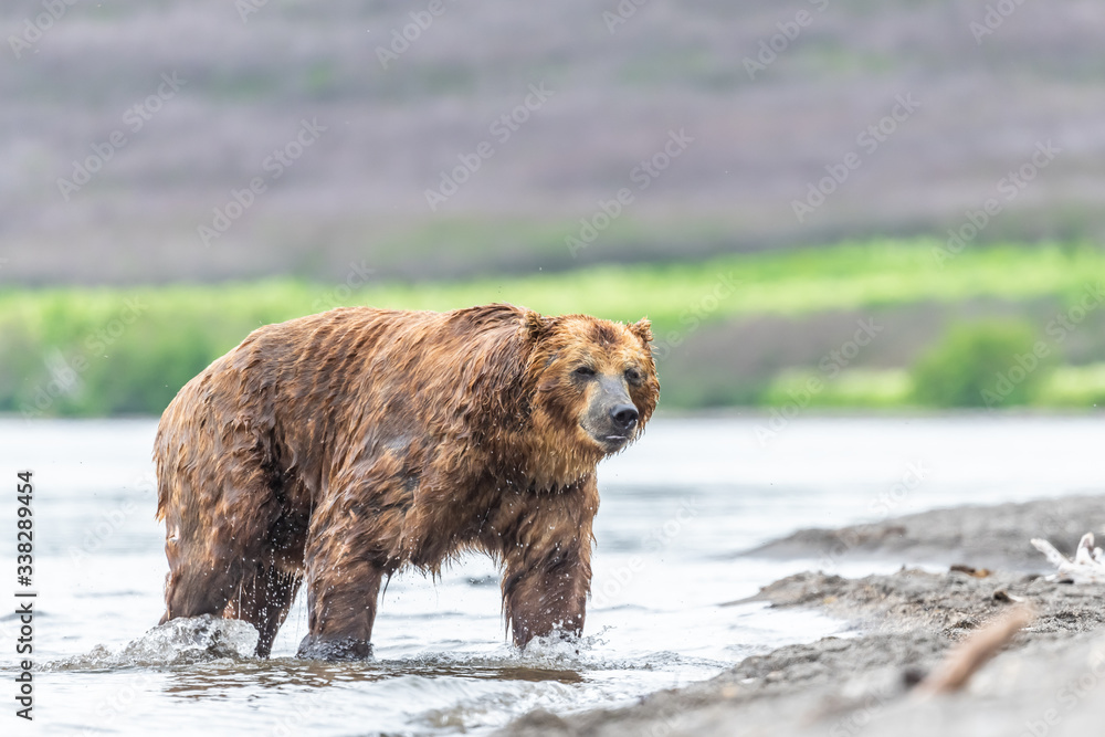 Fototapeta premium Ruling the landscape, brown bears of Kamchatka (Ursus arctos beringianus)