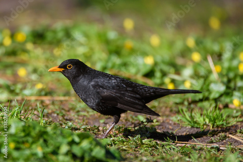 Common blackbird male, turdus merula. Bird on grass in park. Spring season. © Gints