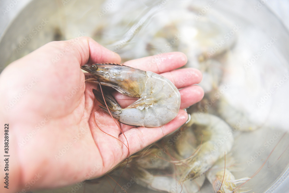 Fototapeta premium fresh shrimp in hand for cooking seafood - raw shrimps prawns
