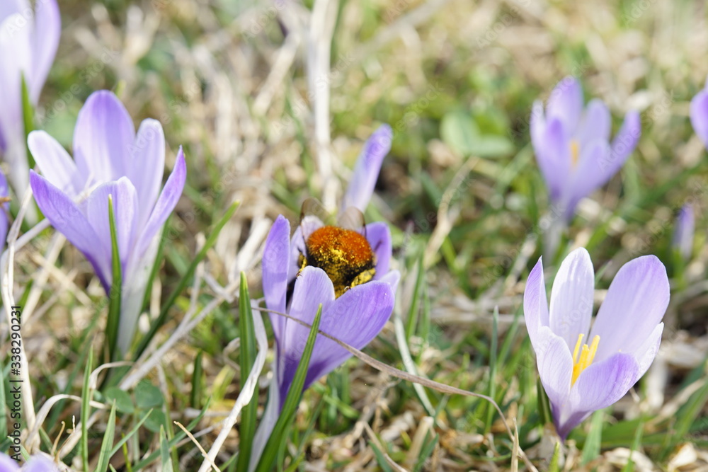 Fototapeta premium Hummel in einer Krokusblüte auf einer Bergwiese im Allgäu