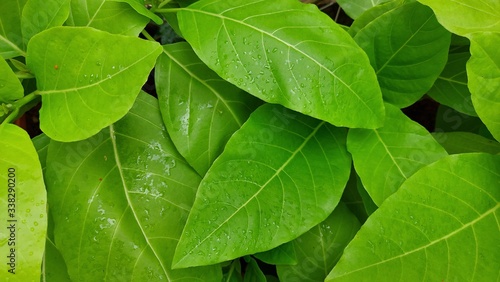 Pisonia alba is a light green leaf plant which stands out among all plants due to its colour and texture