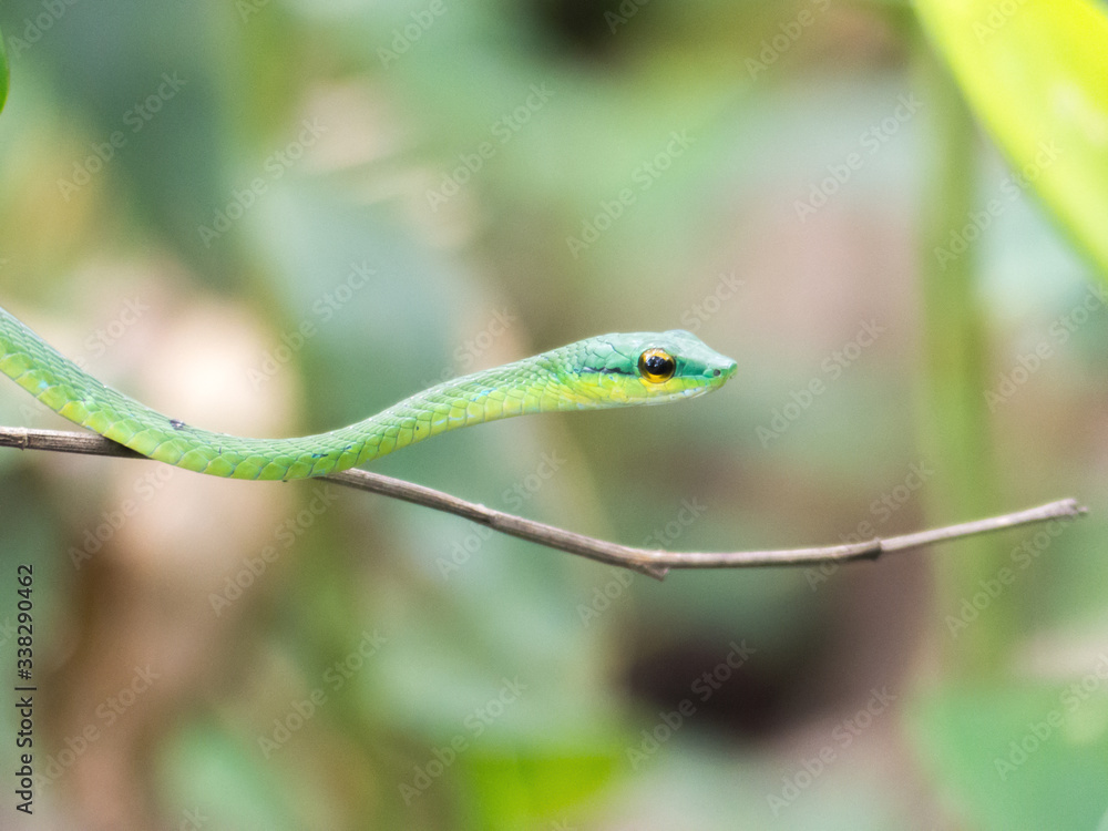 Green Parrot Snake or Green Tree Snake (in german Dünnschlange) Leptophis ahaetulla Green Parrot Snake or Green Tree Snake (in german Dünnschlange) Leptophis ahaetulla