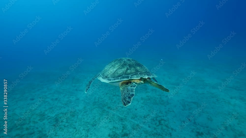 turtle underwater with sun beams and sun rays slow motion blue water ocean scenery turtle underwater with sun beams and sun rays slow motion blue water ocean scenery