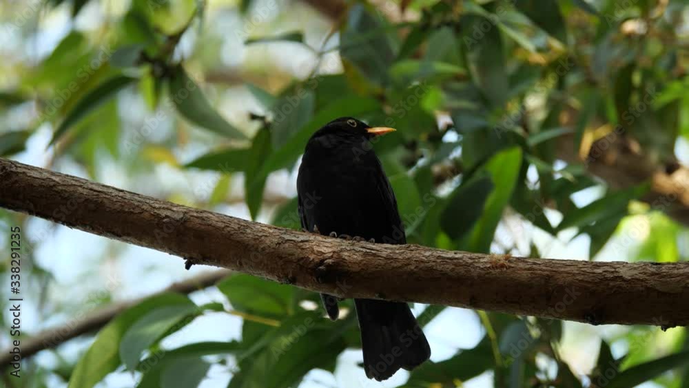 Male Blackbird with Yellow Beak on a Branch Male Blackbird with Yellow Beak on a Branch
