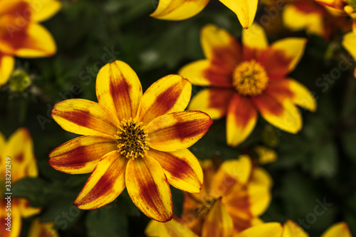 Close-up of spring flowers on a sunny day in a garden center.