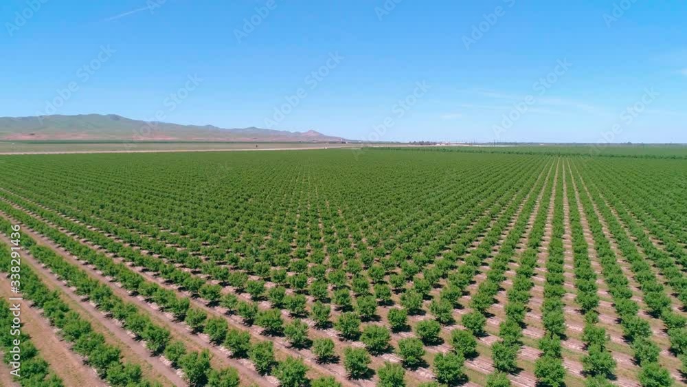 Landscape aerial view of vineyard with blue sky and mountains in the background Landscape aerial view of vineyard with blue sky and mountains in the background