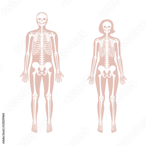 Woman and man skeleton anatomy