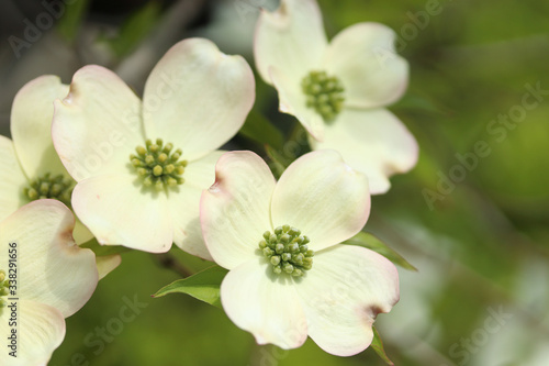 Fototapeta Naklejka Na Ścianę i Meble -  美しい白いハナミズキの花