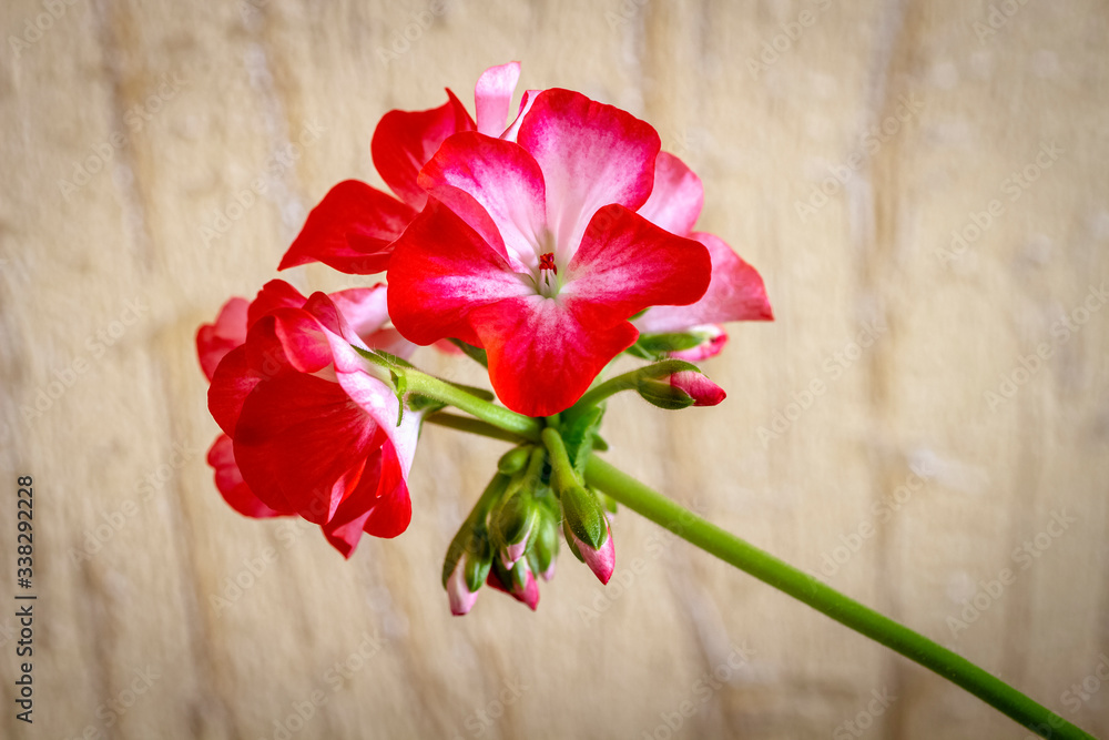 Close up of homemade pink flowers on room wall background. Close up of homemade pink flowers on room wall background.