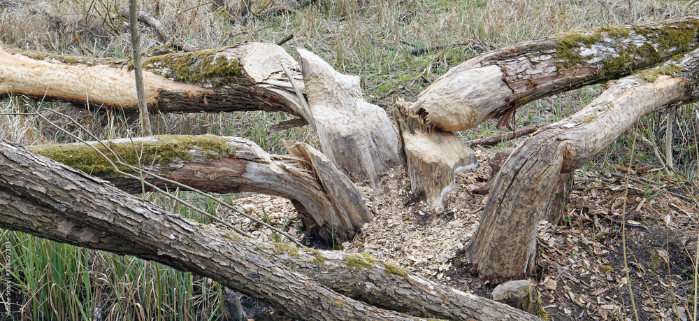 Large animal beavers gnaw at aspen trees to feed on branches and bark Large animal beavers gnaw at aspen trees to feed on branches and bark